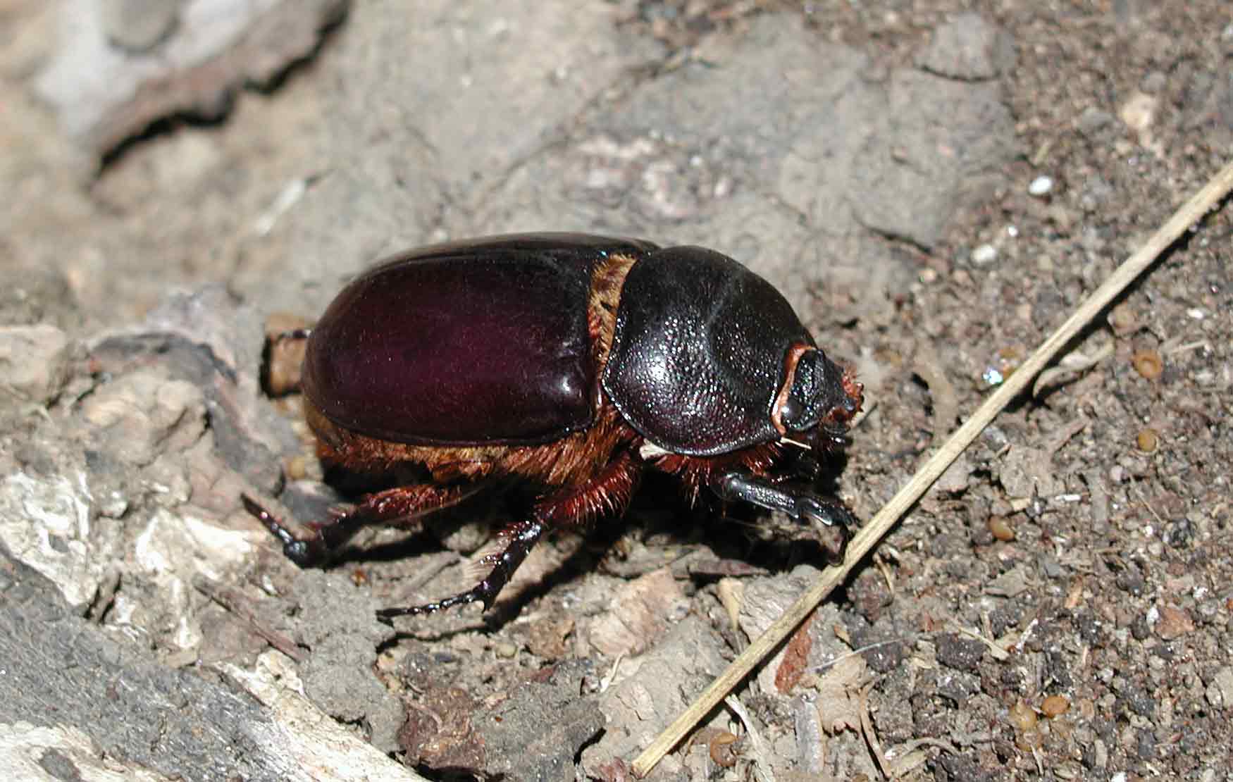 I miei rinvenimenti: Oryctes nasicornis femmina